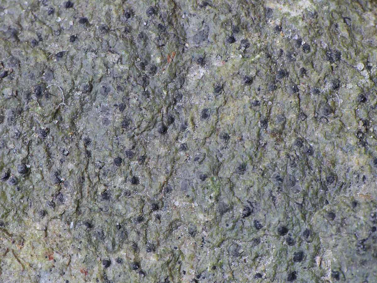 Verrucaria elaeomelaena (door Henk-Jan van der Kolk)