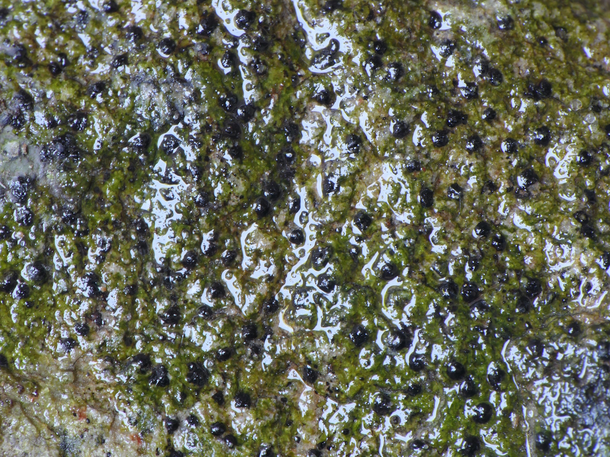 Verrucaria elaeomelaena (door Henk-Jan van der Kolk)