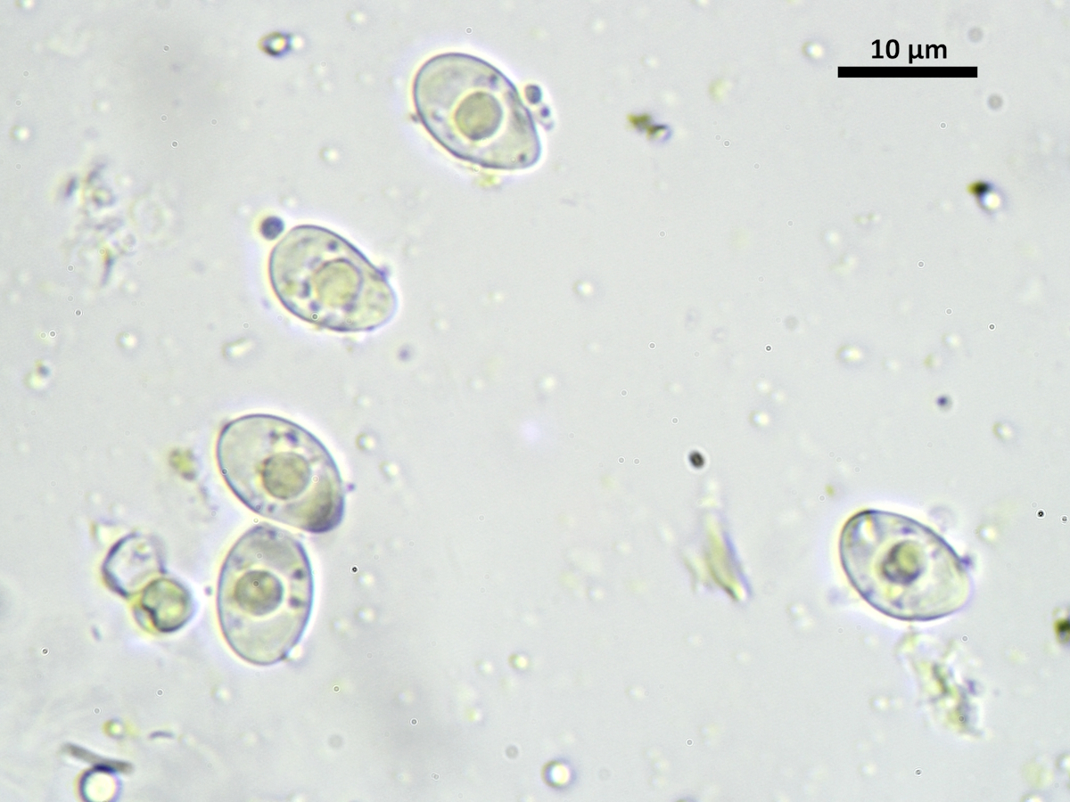 Verrucaria erichsenii (door Henk-Jan van der Kolk)