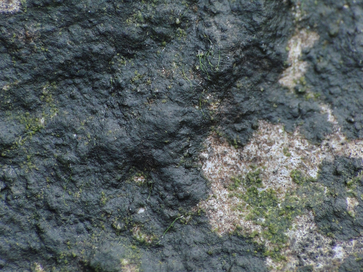 Verrucaria erichsenii (door Henk-Jan van der Kolk)