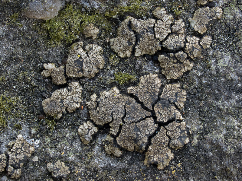 Placopyrenium fuscellum (door Bart Horvers)