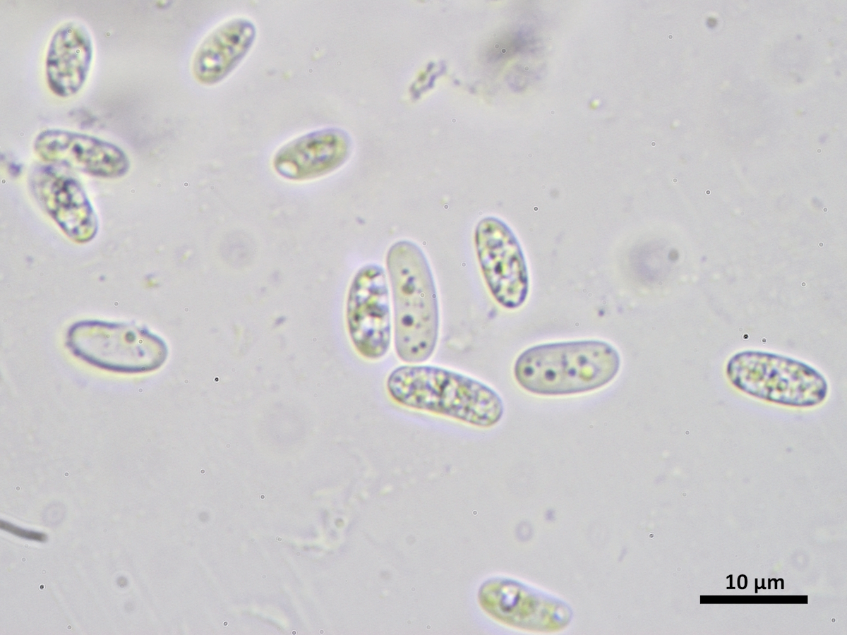 Verrucaria halizoa (door Henk-Jan van der Kolk)