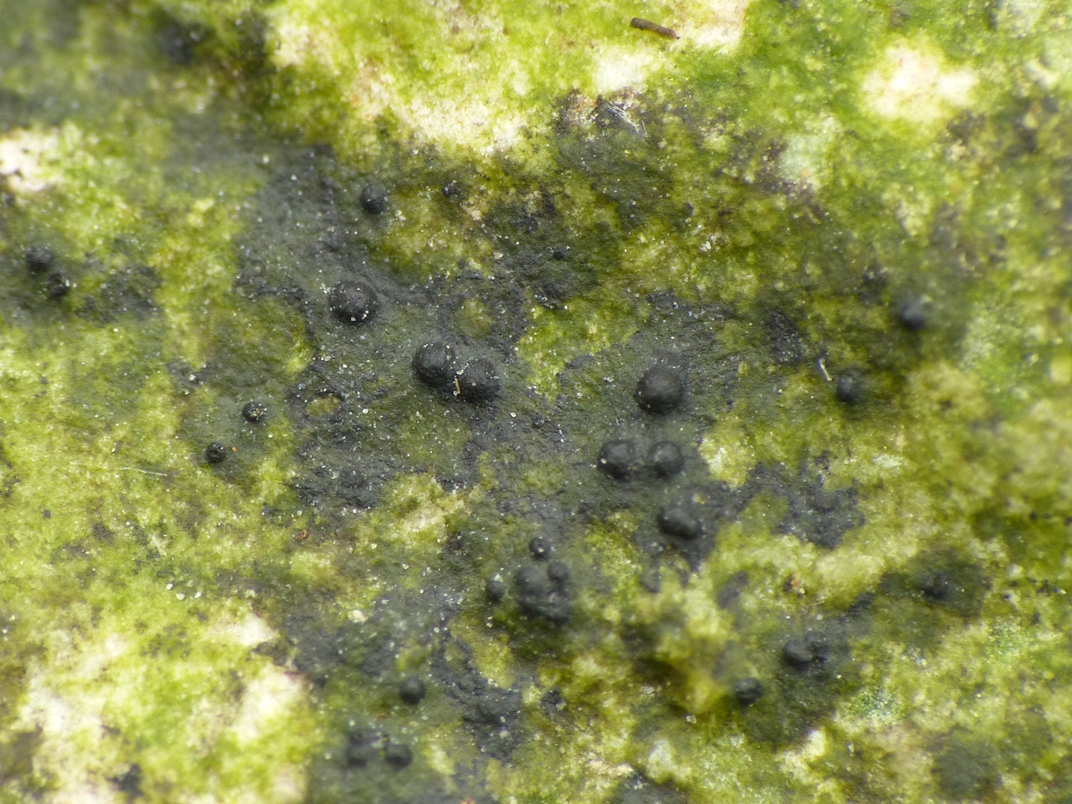 Verrucaria halizoa (door Henk-Jan van der Kolk)