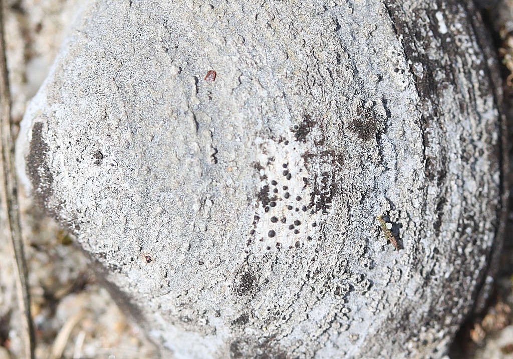 Verrucaria muralis (door Laurens Sparrius)