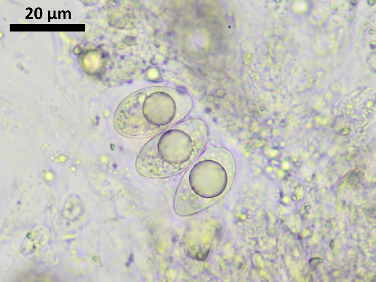 Verrucaria ochrostoma (door Henk-Jan van der Kolk)