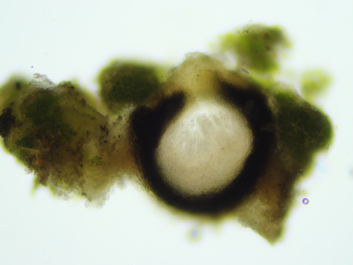 Verrucaria ochrostoma (door Henk-Jan van der Kolk)