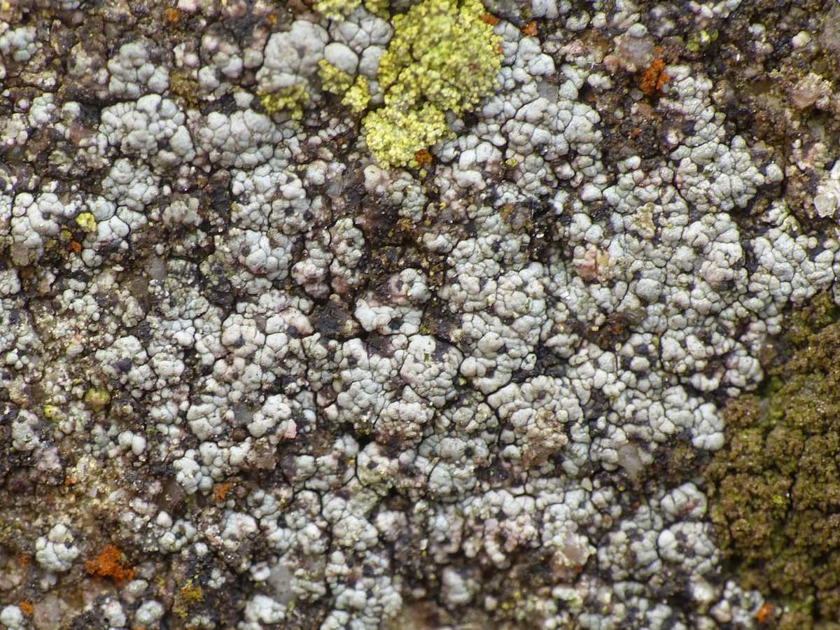 Verrucaria ochrostoma (door Henk-Jan van der Kolk)