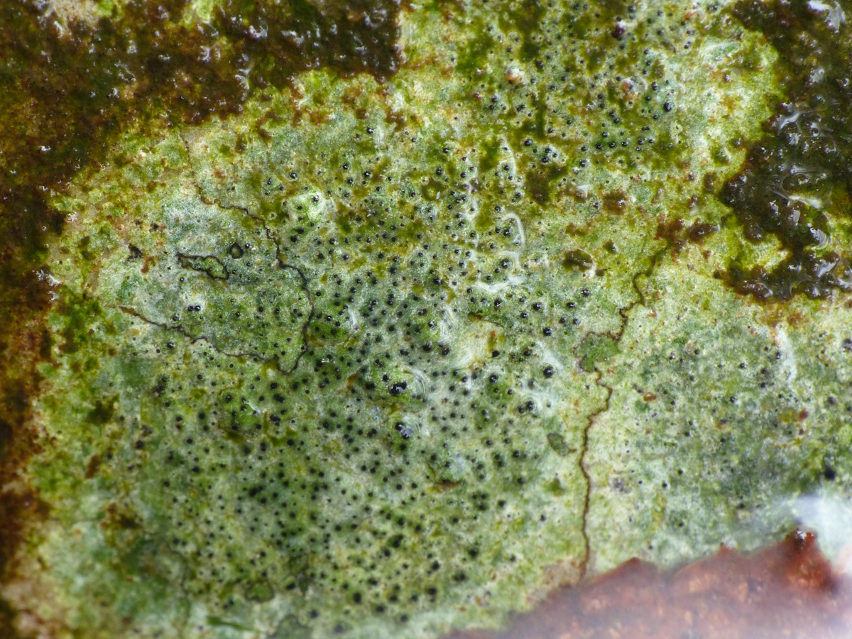 Verrucaria praetermissa (door Henk-Jan van der Kolk)