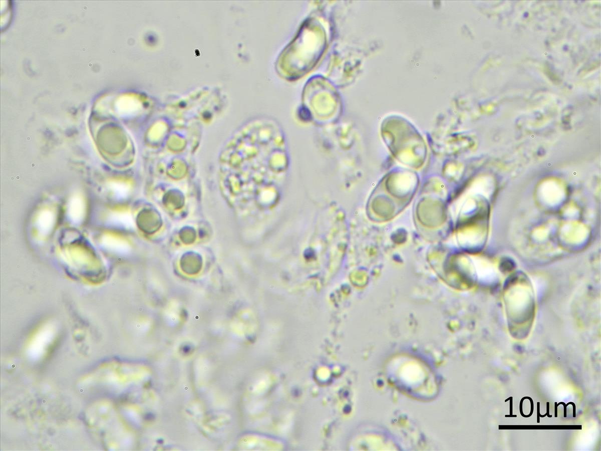 Verrucaria simplex (door Henk-Jan van der Kolk)