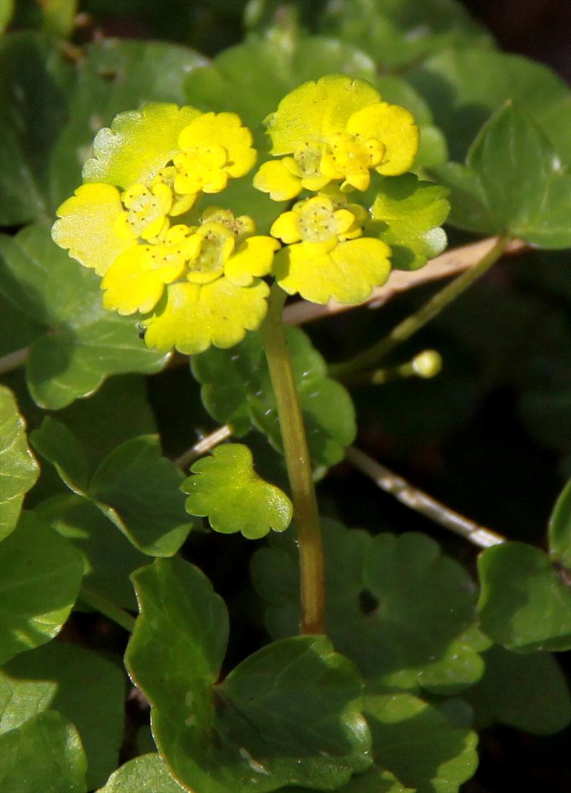 Chrysosplenium alternifolium (door Peter Meininger)