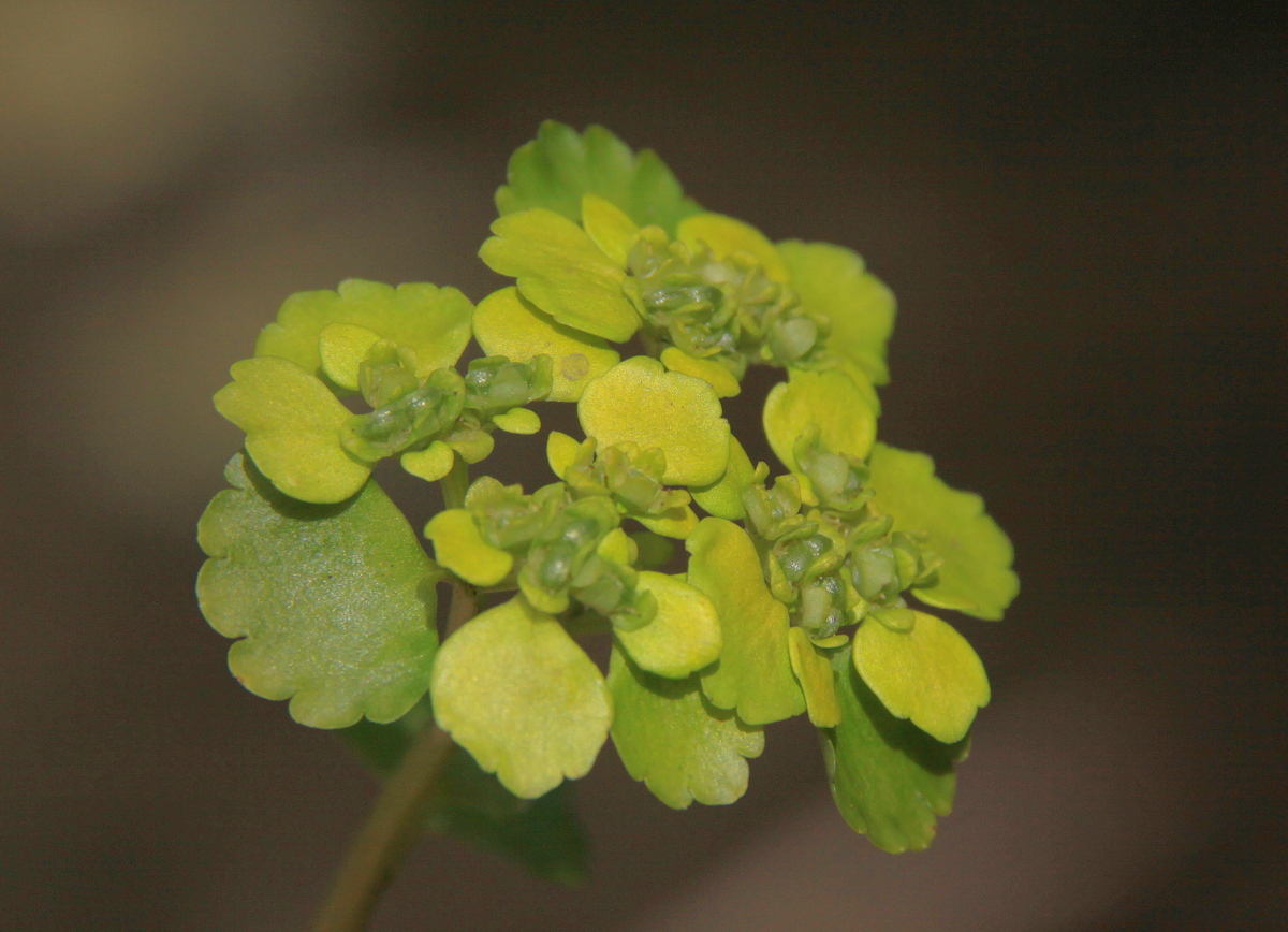 Chrysosplenium alternifolium (door Peter Meininger)