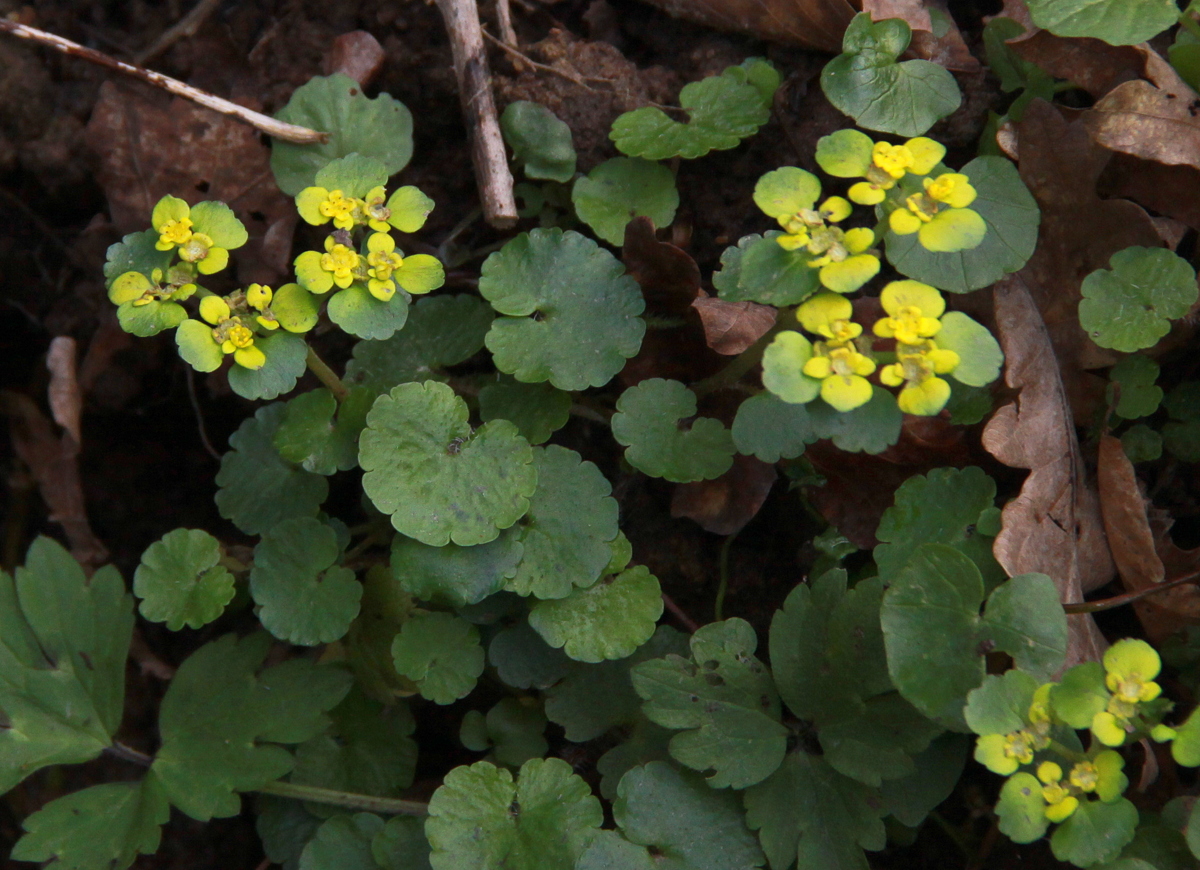 Chrysosplenium alternifolium (door Peter Meininger)