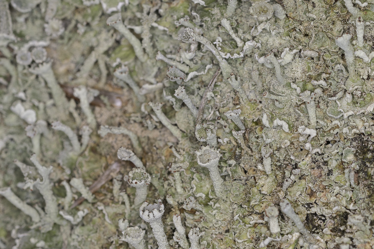 Cladonia digitata (door Paul Schrama)