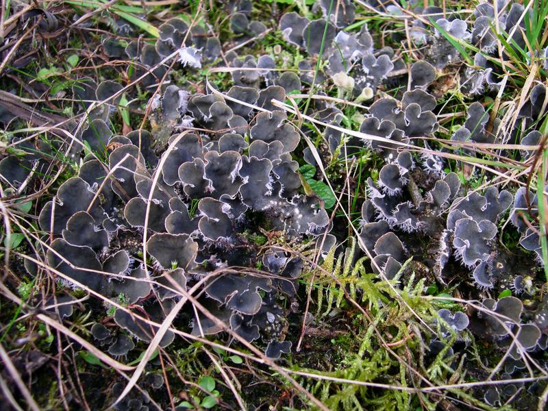 Peltigera extenuata (door Bert Oving)