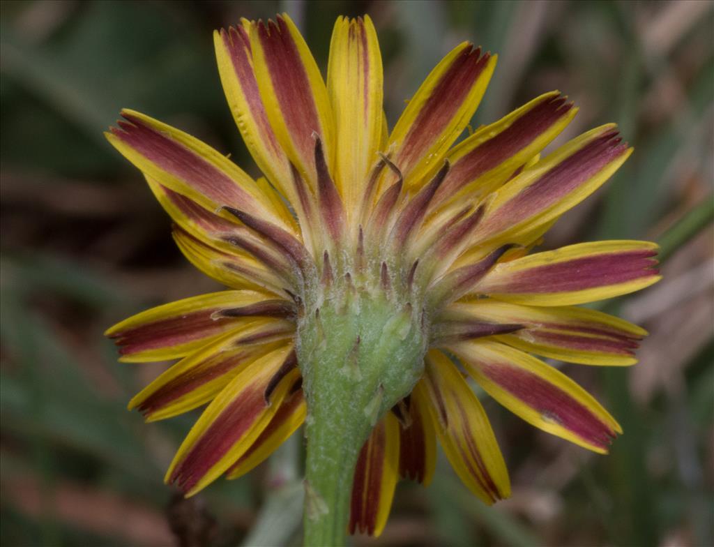 Scorzoneroides autumnalis (door Mark Uittenbogerd)