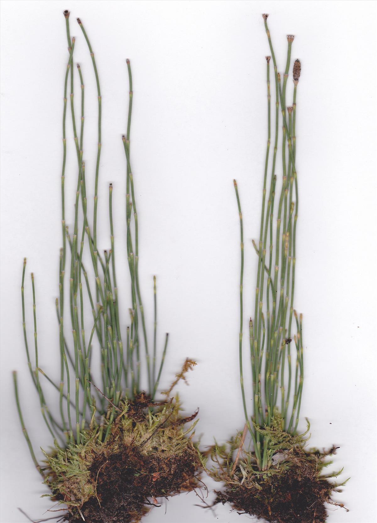 Equisetum ramosissimum (door Peter Meininger)