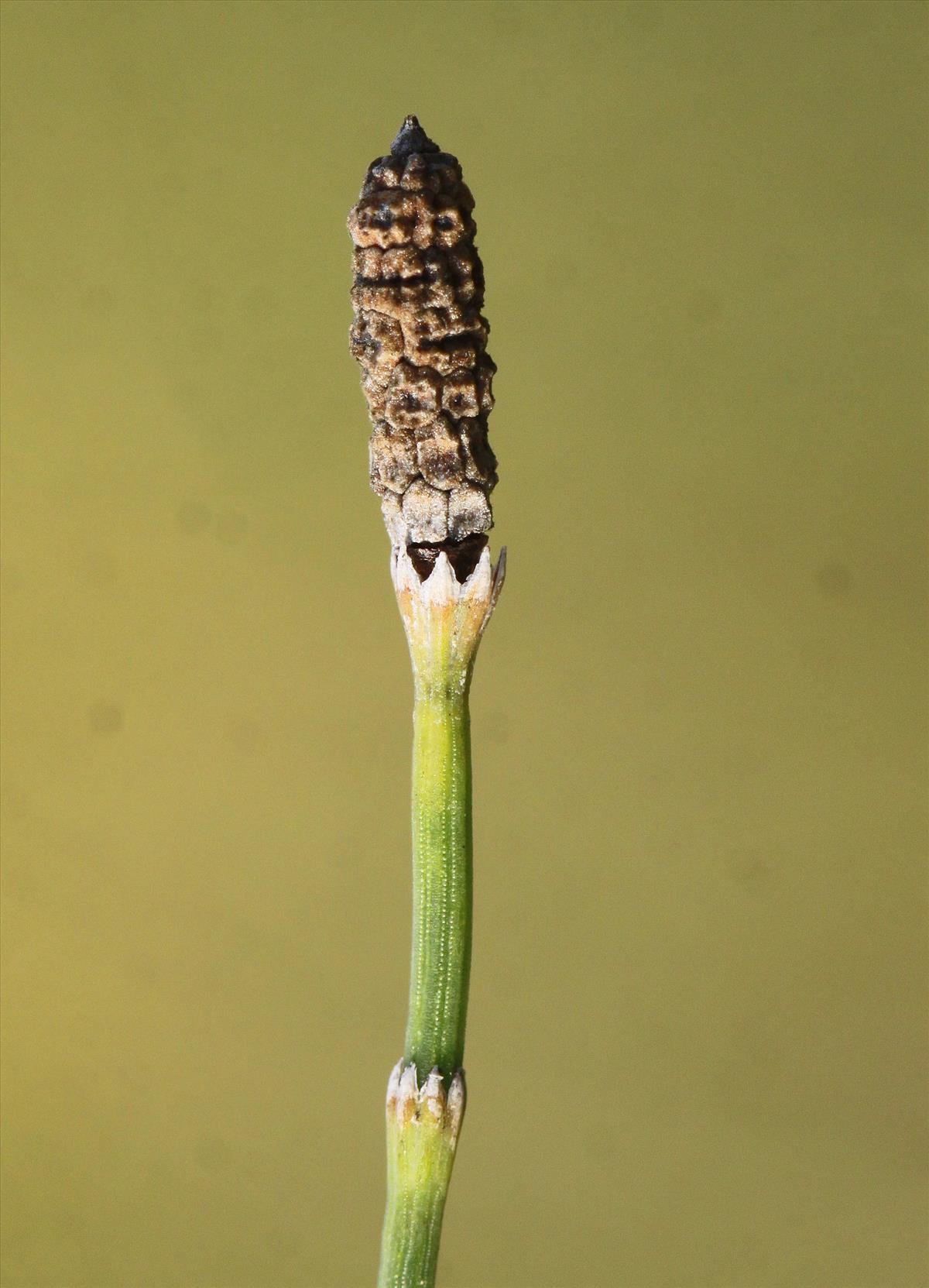 Equisetum ramosissimum (door Peter Meininger)