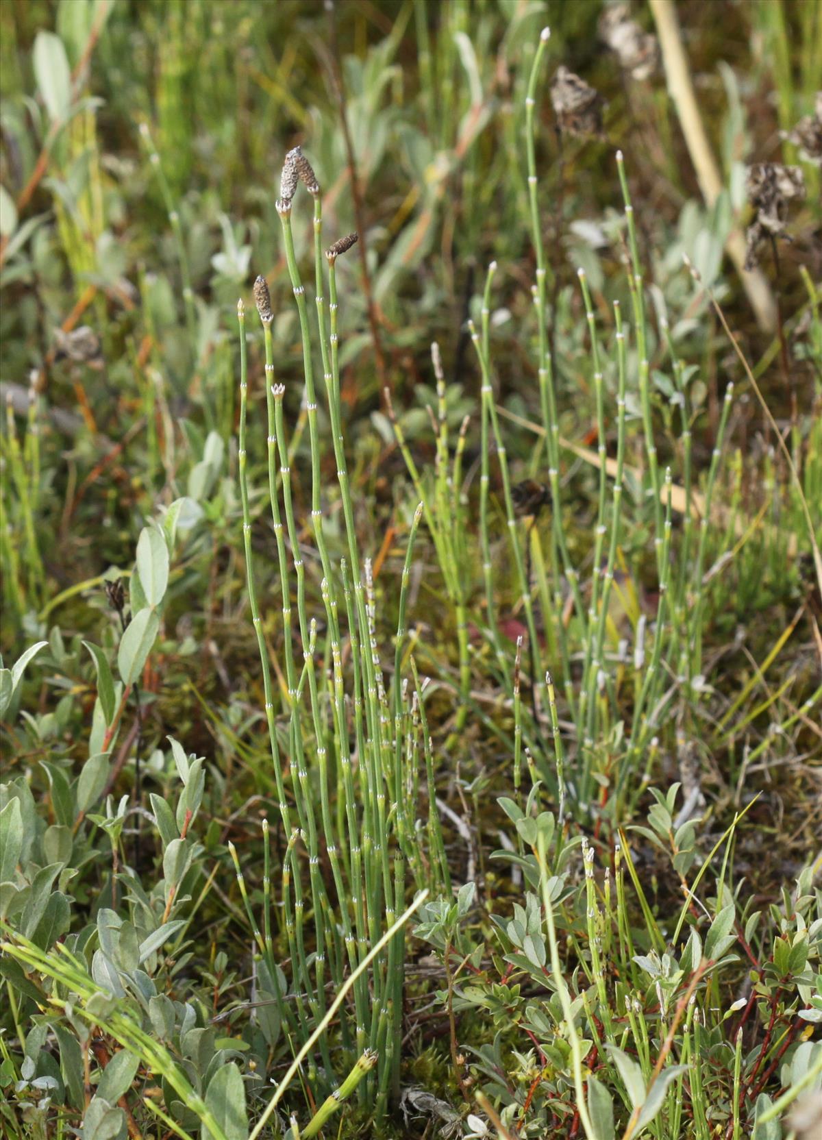 Equisetum ramosissimum (door Peter Meininger)