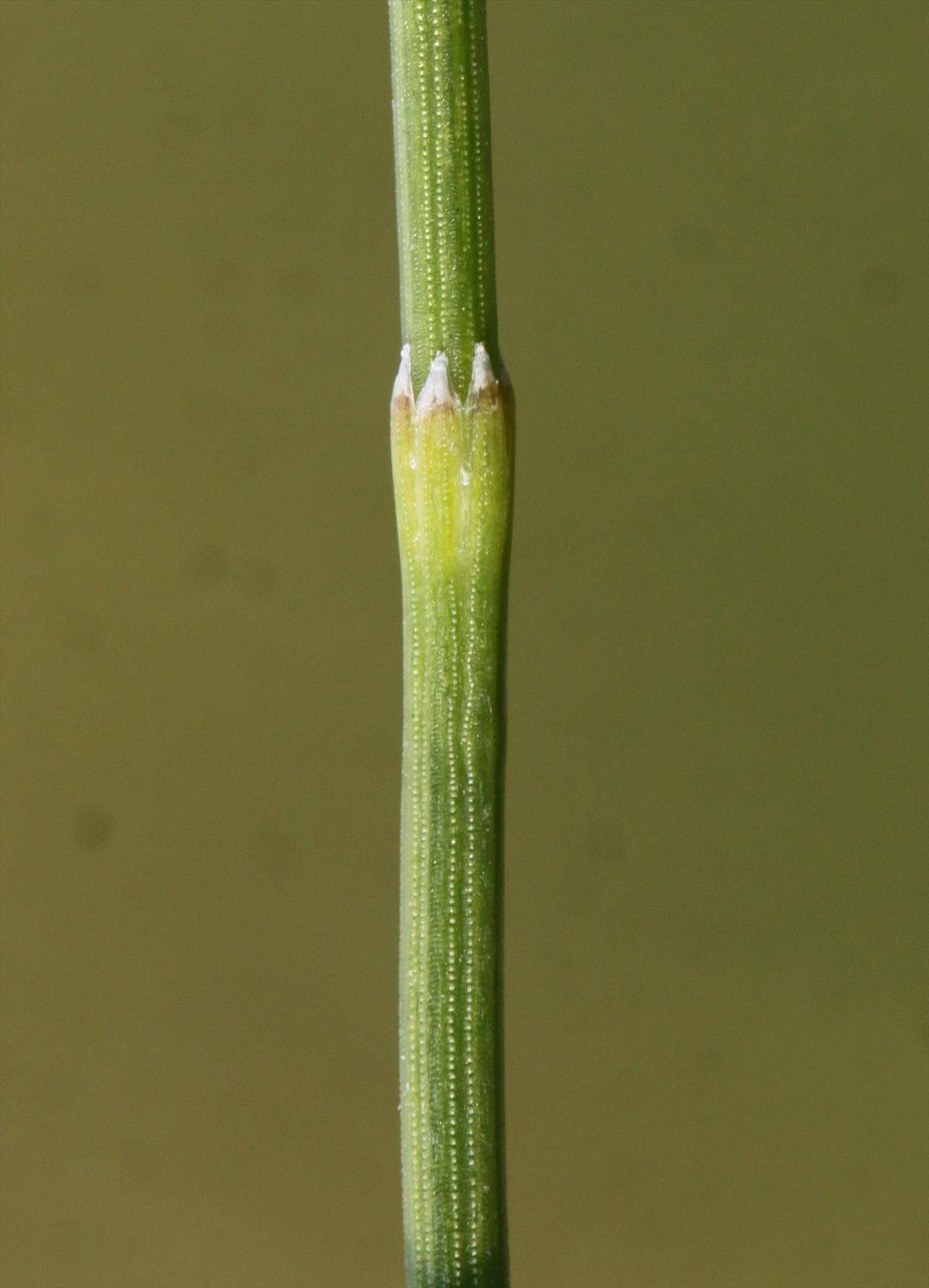 Equisetum ramosissimum (door Peter Meininger)