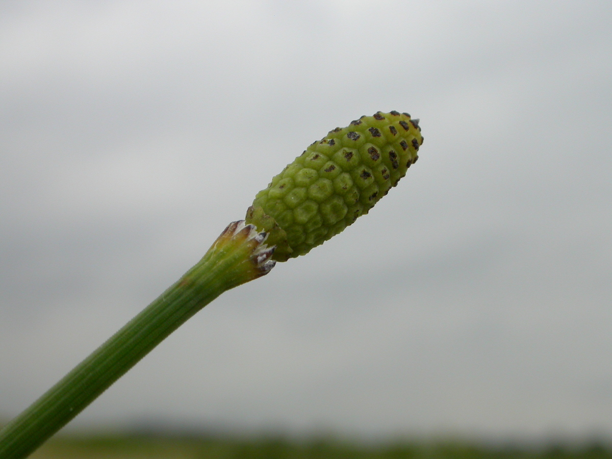 Equisetum ramosissimum (door Peter Meininger)