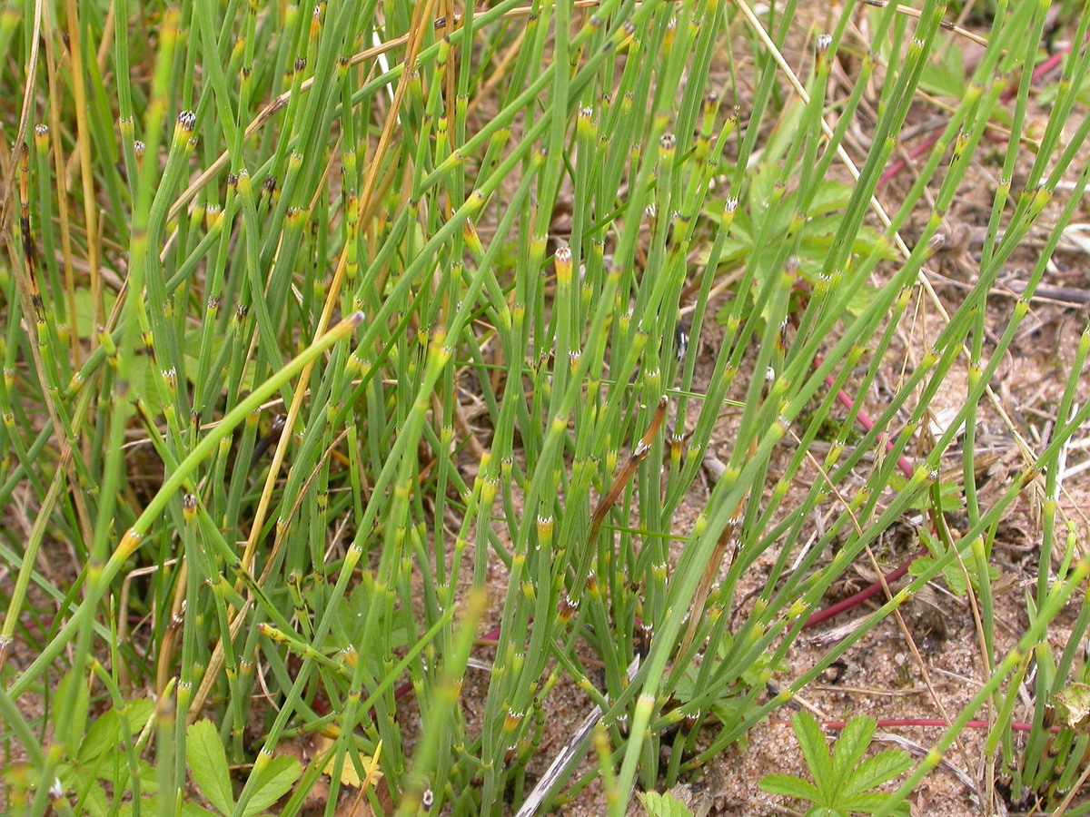 Equisetum ramosissimum (door Peter Meininger)