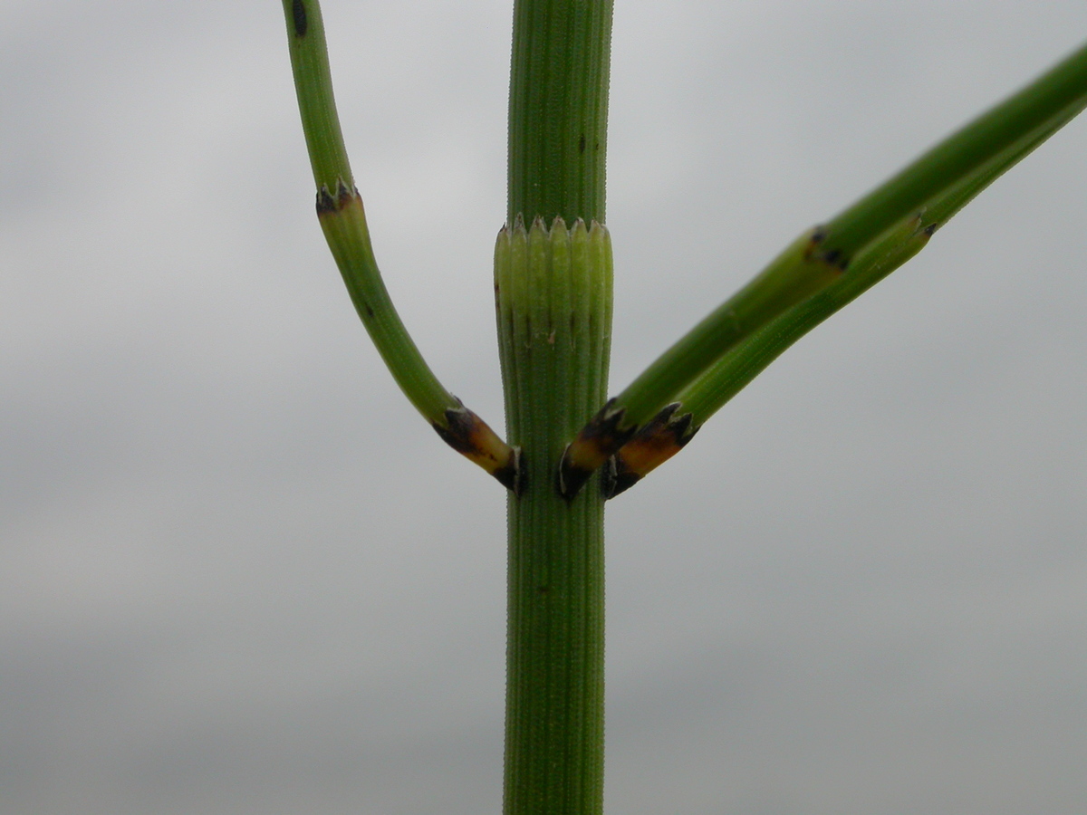 Equisetum ramosissimum (door Peter Meininger)