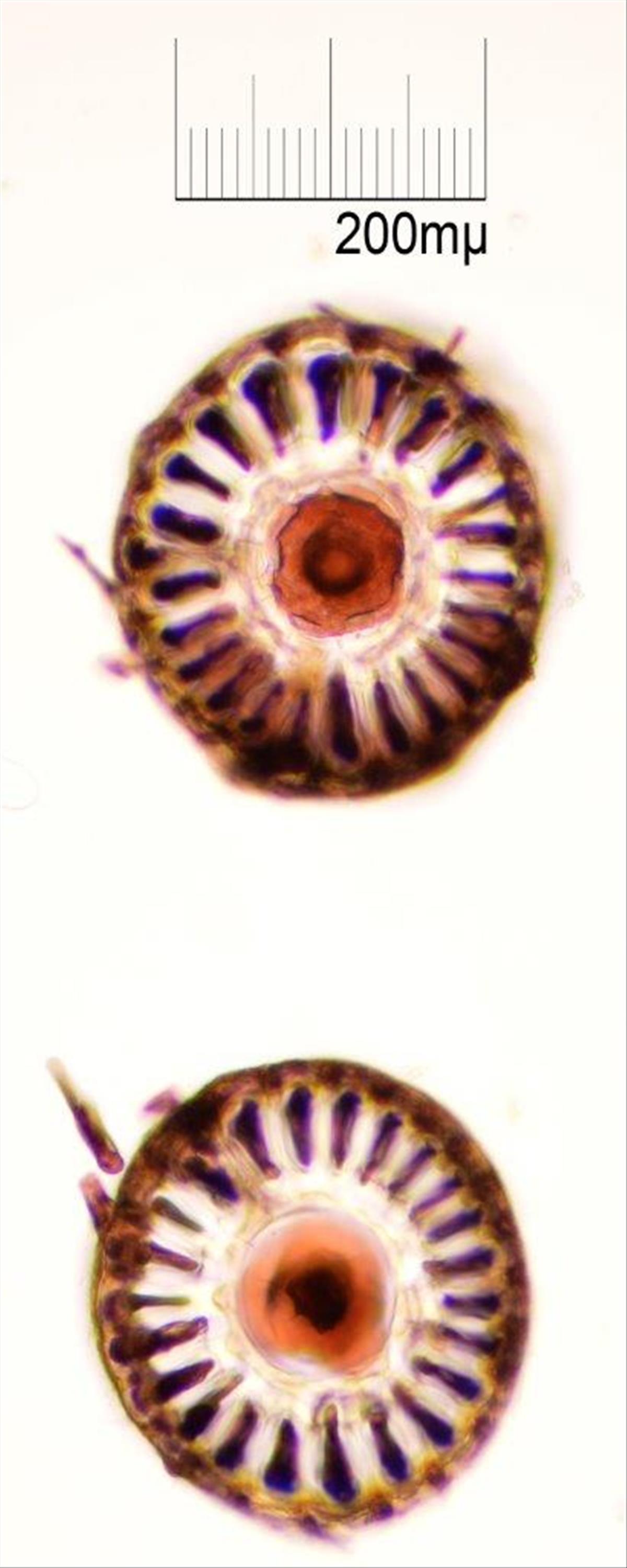 Vertebrata lanosa (door Mart Karremans)