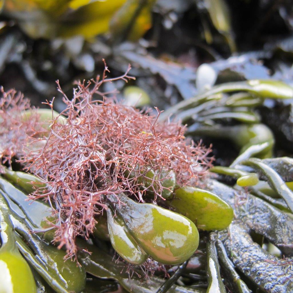 Vertebrata lanosa (door Mart Karremans)