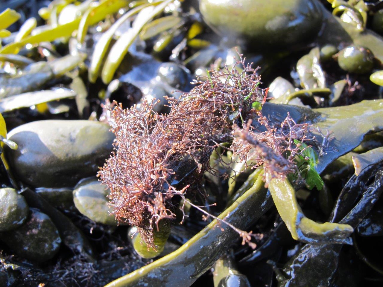 Vertebrata lanosa (door Mart Karremans)