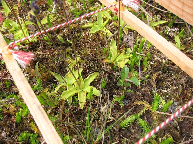 Pinguicula vulgaris (door Piet Bremer )