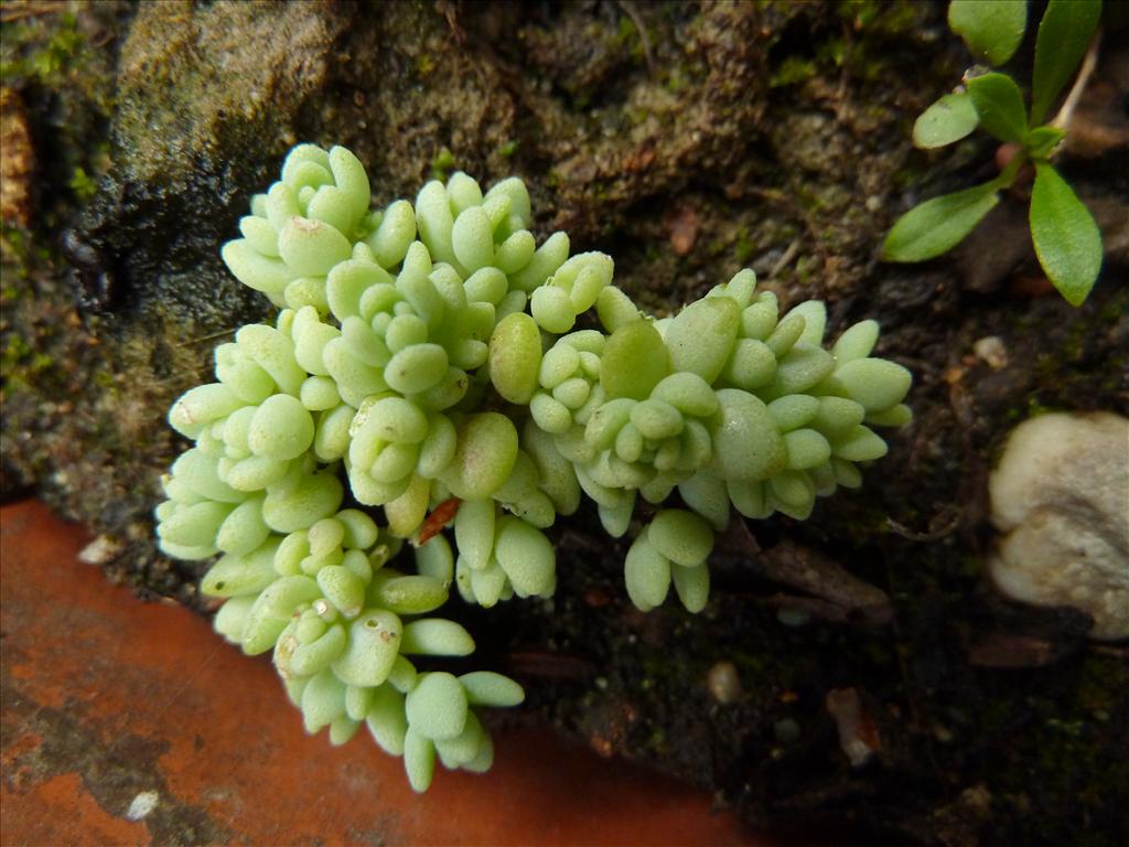 Sedum dasyphyllum (door Marian Baars)