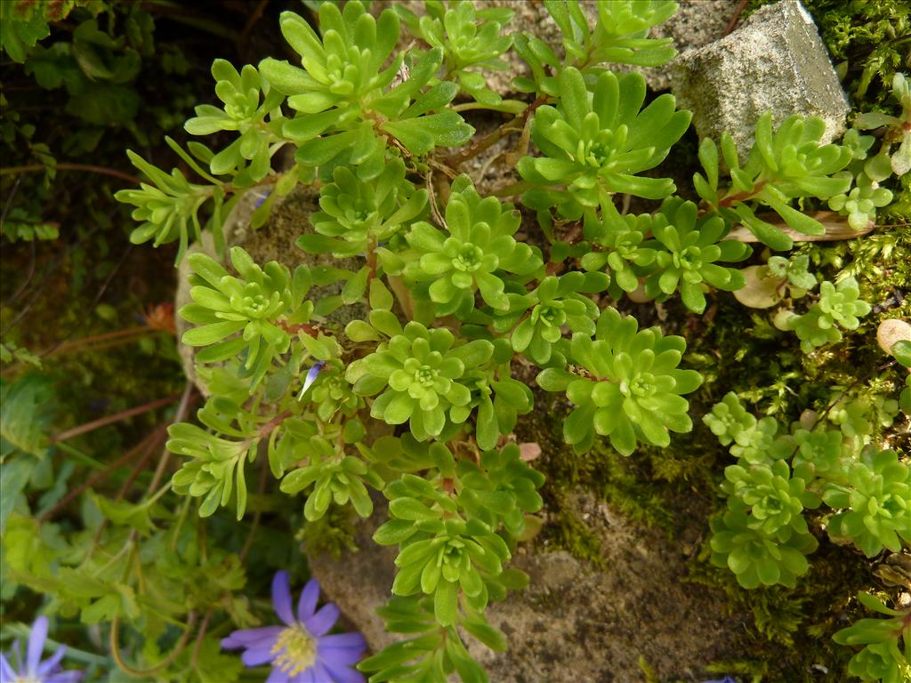 Sedum cepaea (door Marian Baars)