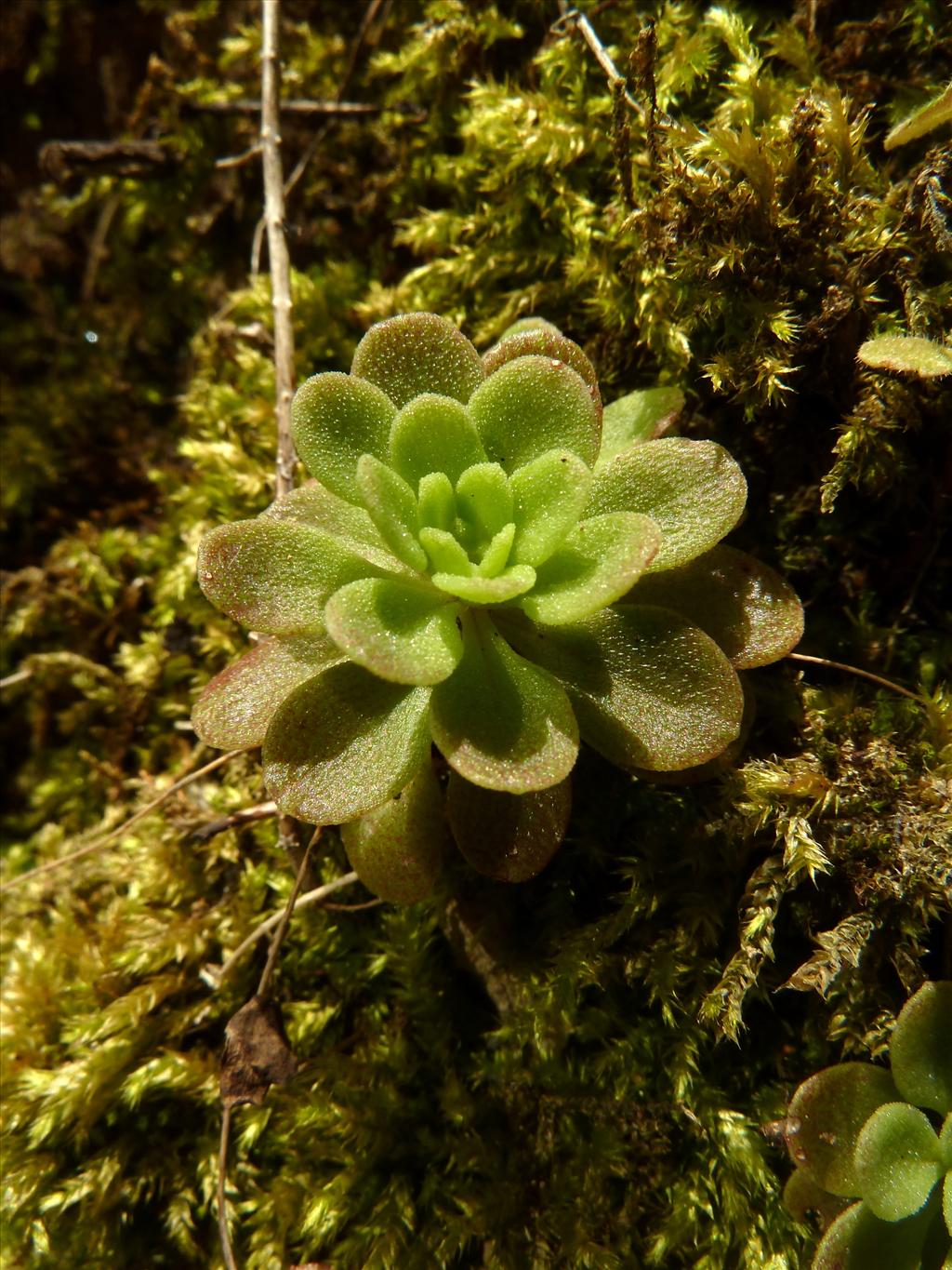 Sedum cepaea (door Marian Baars)