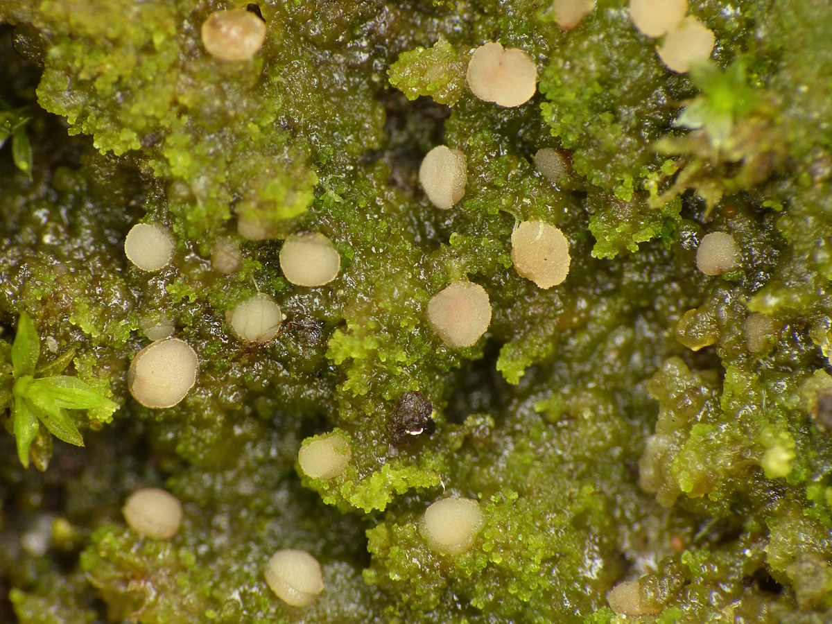 Vezdaea acicularis (door Henk-Jan van der Kolk)