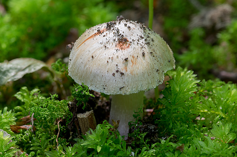 Inocybe erubescens (door Hans Adema)