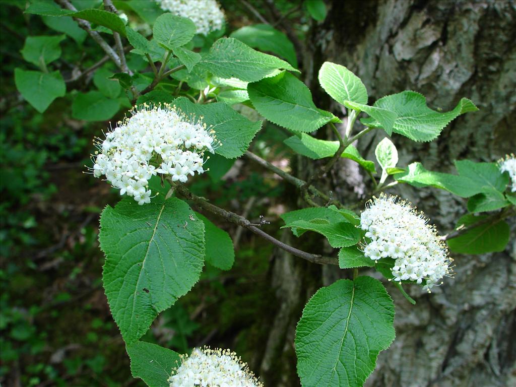 Viburnum lantana (door Adrie van Heerden)