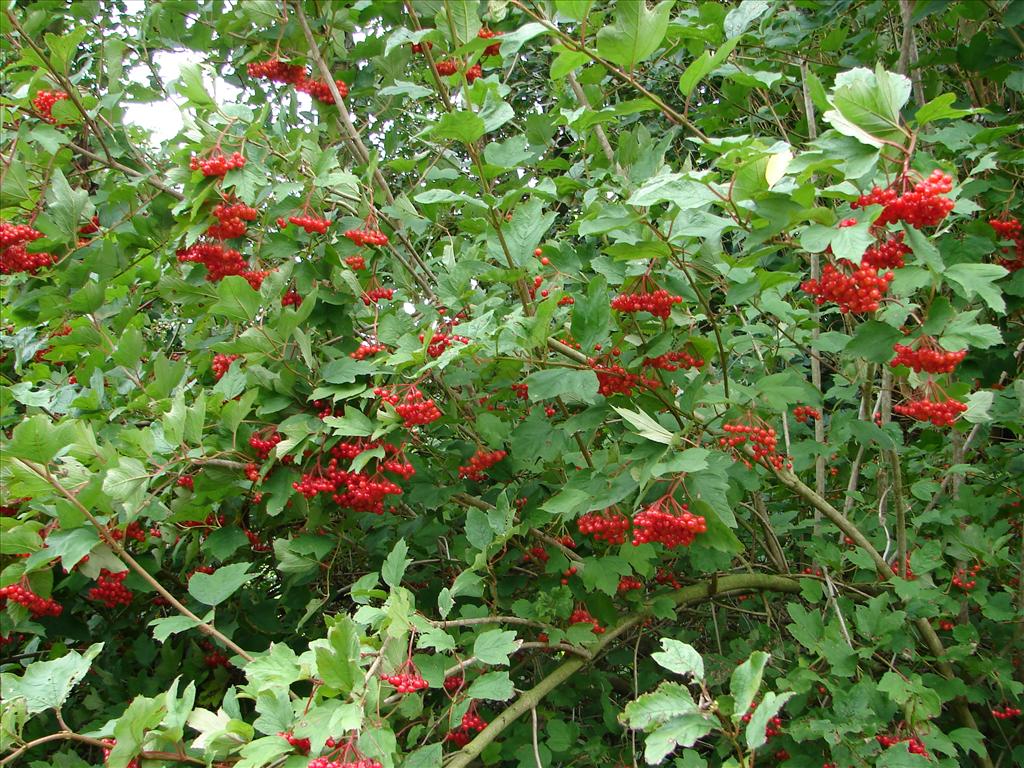 Viburnum opulus (door Adrie van Heerden)