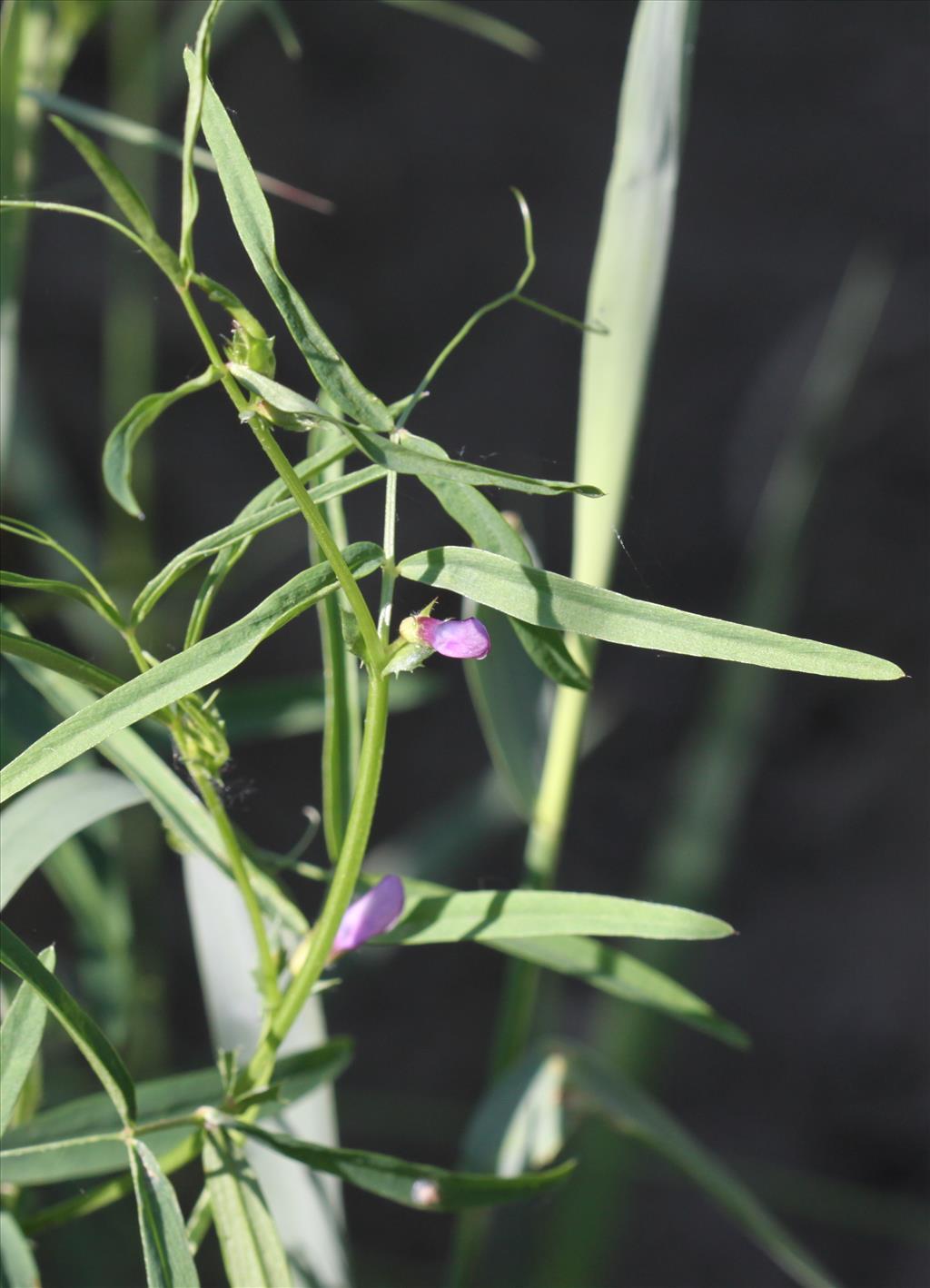 Vicia bithynica (door Peter Meininger)