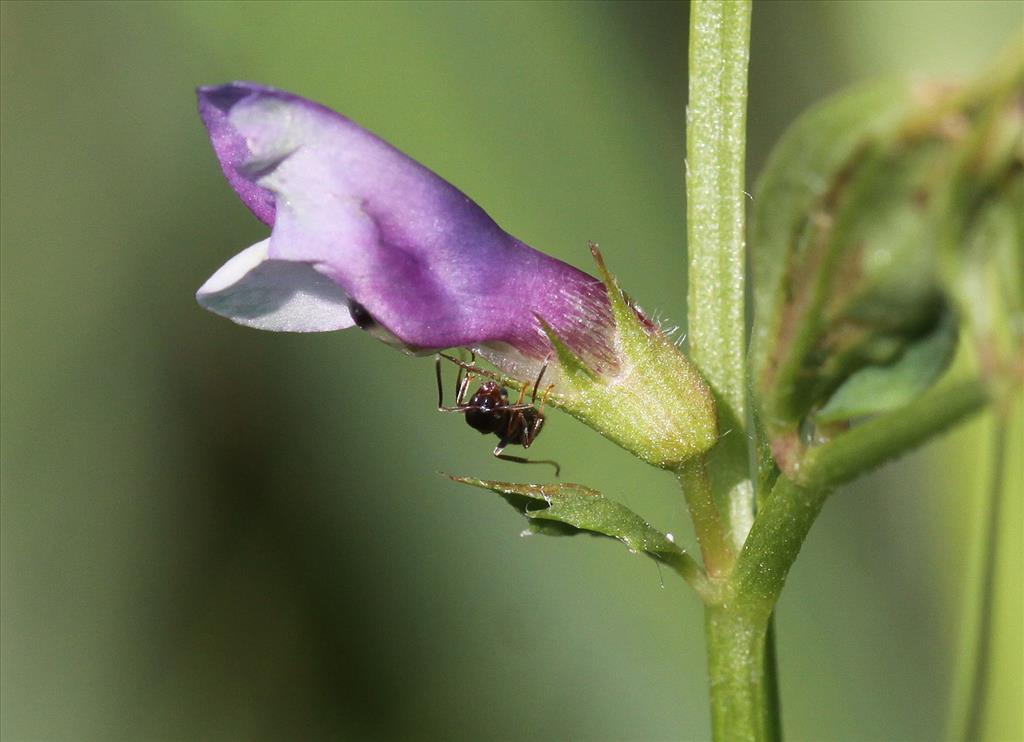 Vicia bithynica (door Peter Meininger)