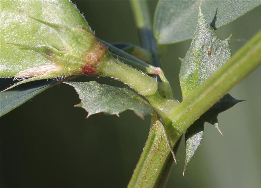 Vicia bithynica (door Peter Meininger)