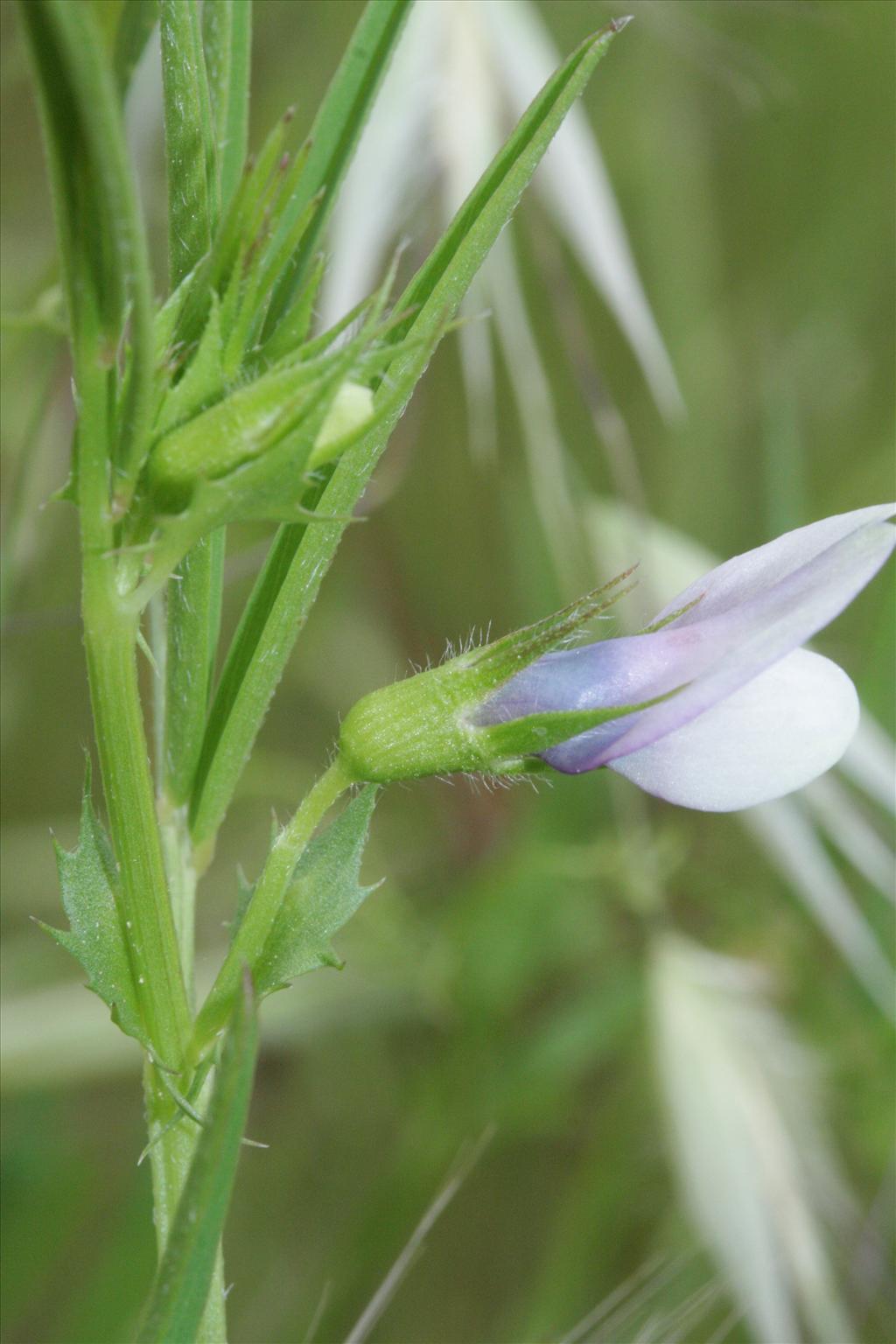 Vicia bithynica (door Rutger Barendse)