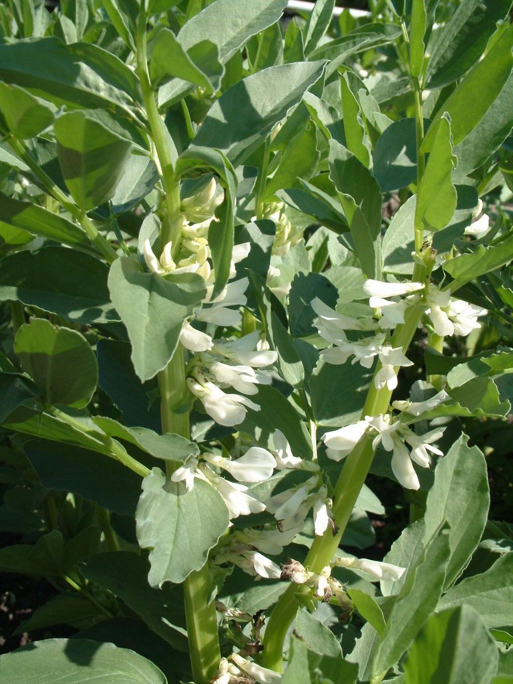 Vicia faba (door Adrie van Heerden)