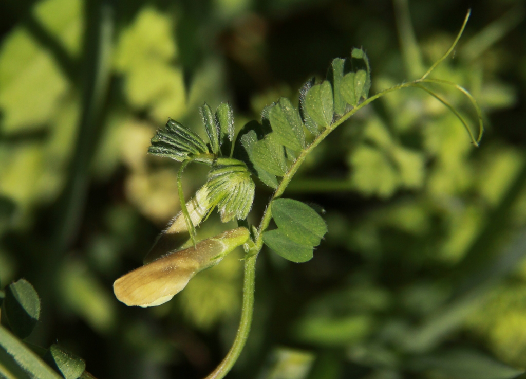 Vicia lutea (door Peter Meininger)