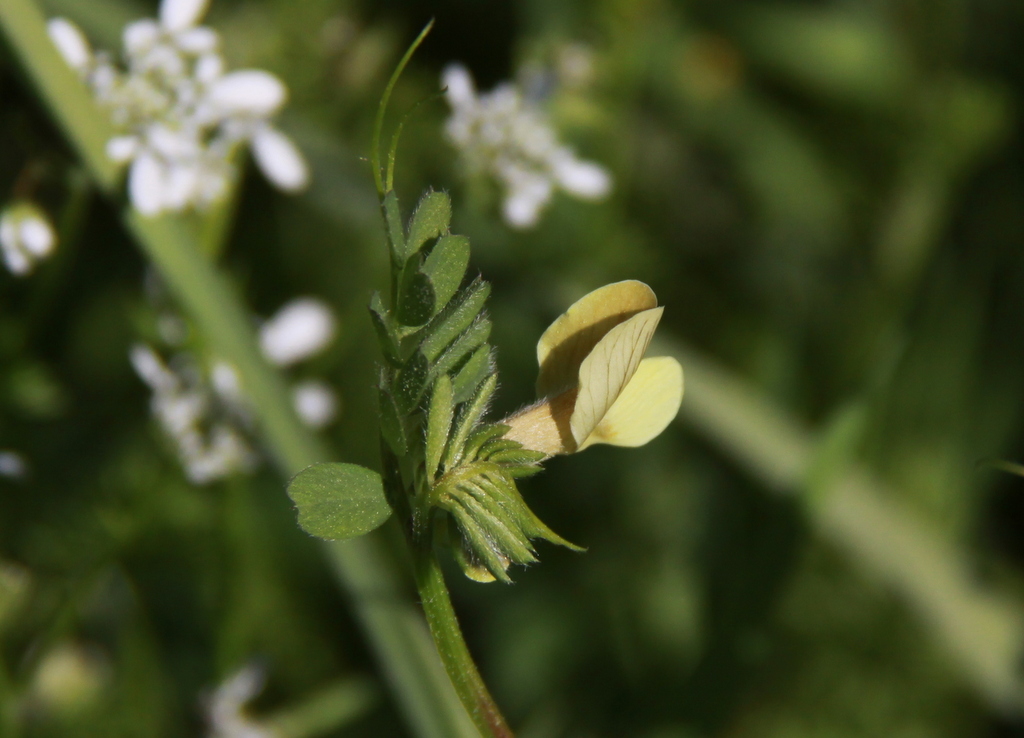 Vicia lutea (door Peter Meininger)