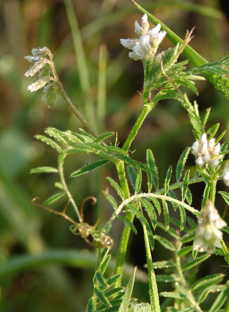 Vicia hirsuta (door Adrie van Heerden)