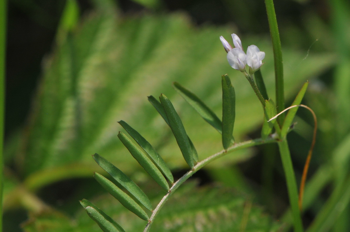 Vicia hirsuta (door Hans Toetenel)