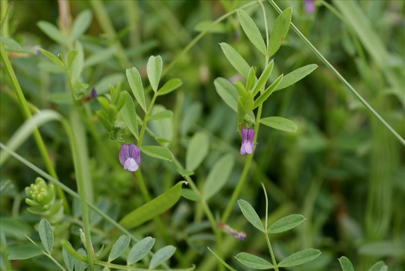 Vicia lathyroides (door Adrie van Heerden)