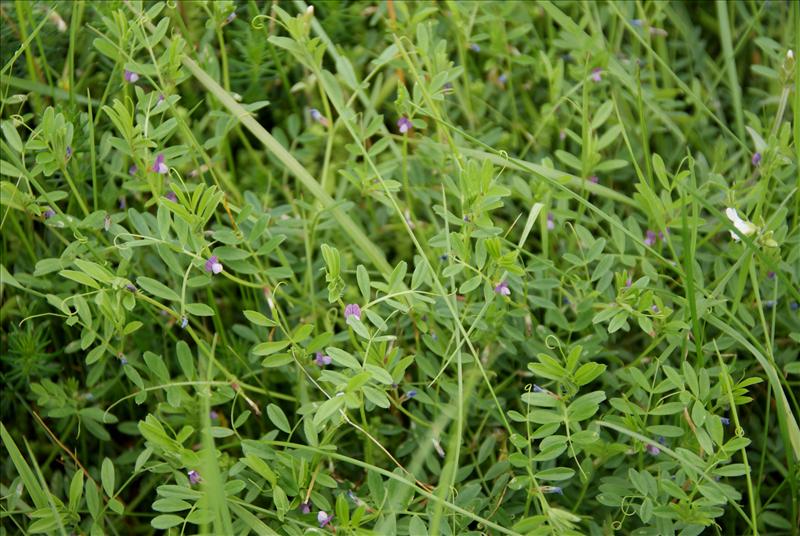 Vicia lathyroides (door Adrie van Heerden)