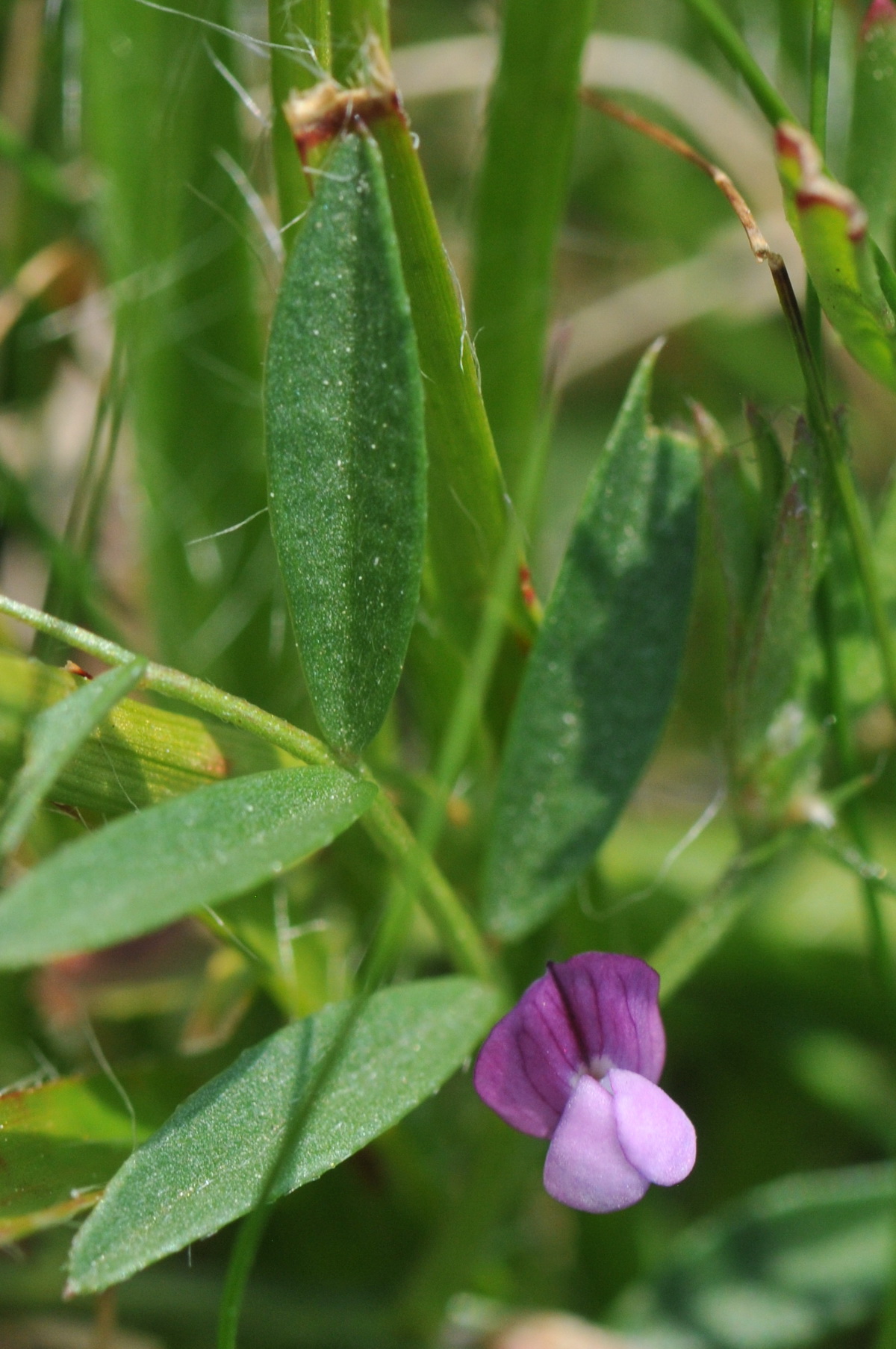 Vicia lathyroides (door Hans Toetenel)