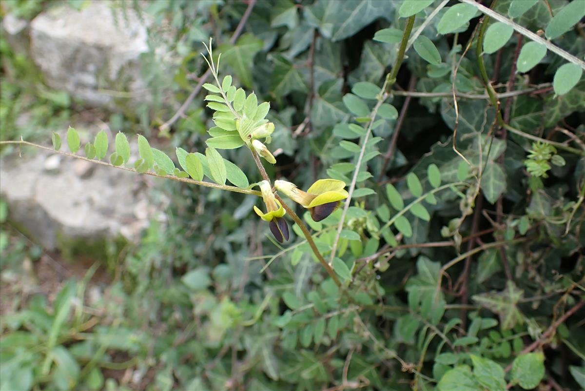 Vicia melanops (door Aad van Diemen)